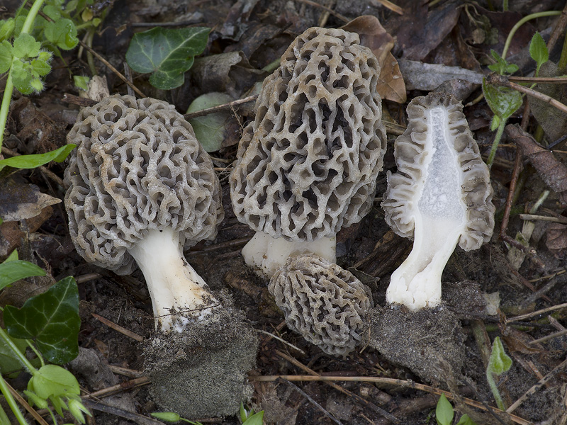 Morchella vulgaris